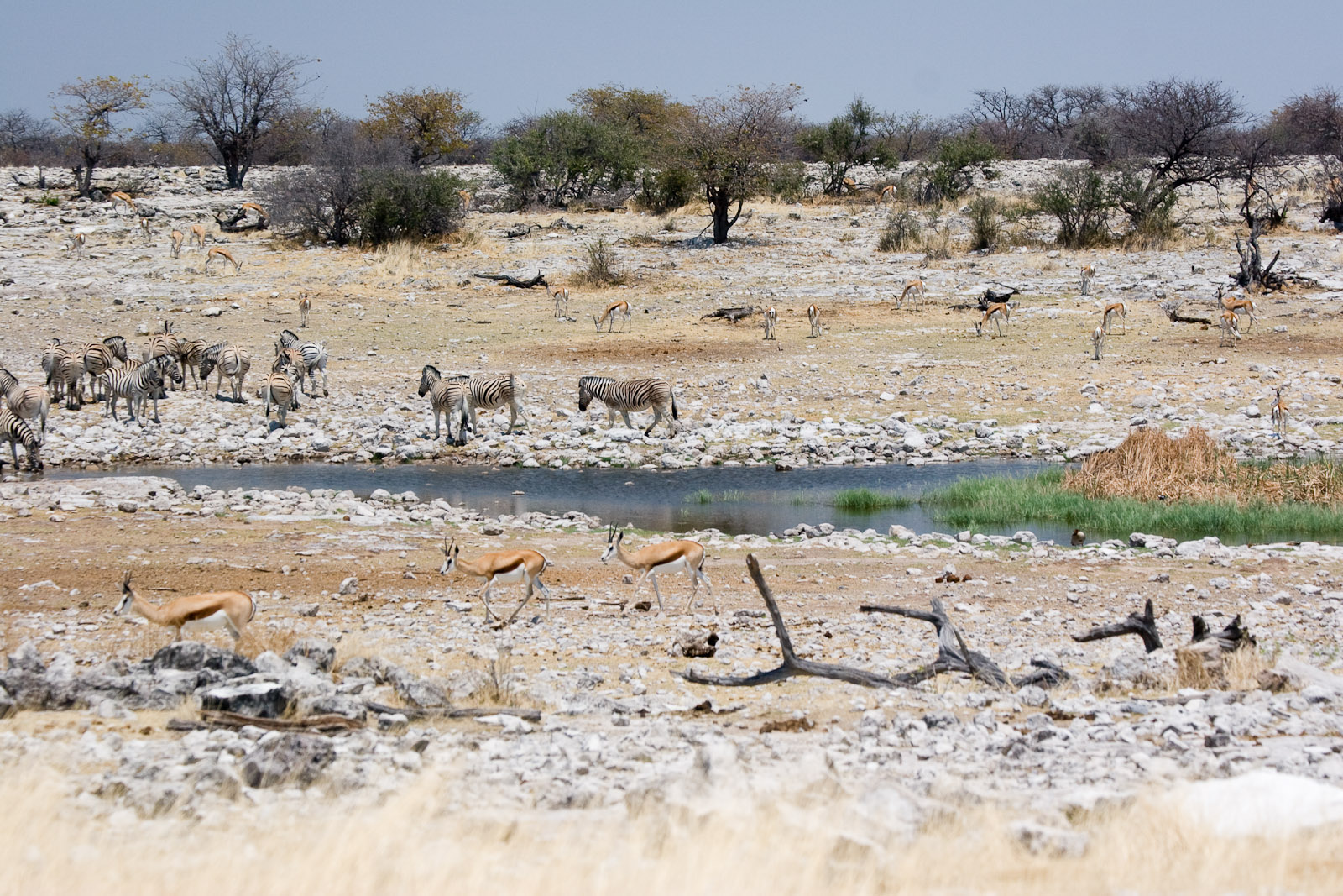 Etosha Pan Wildlife