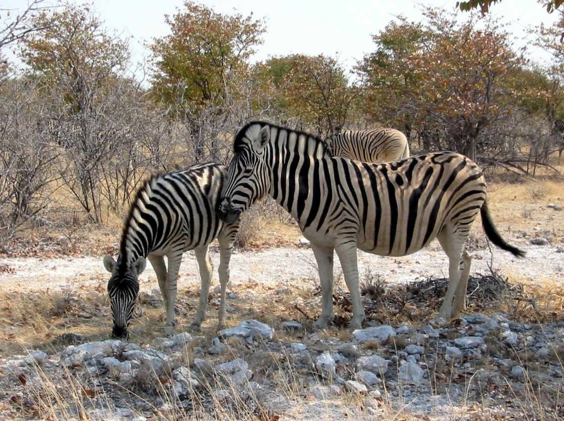 Etosha Nationalpark