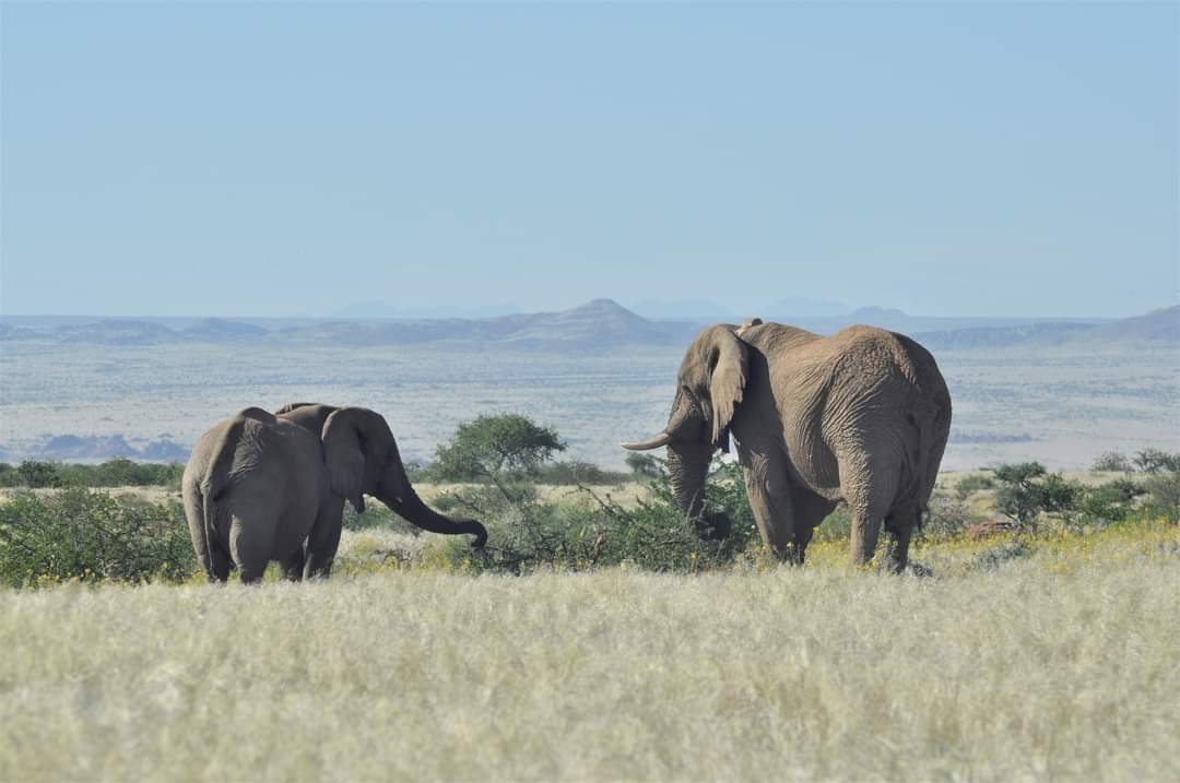 Traditionelle Lodge-Architektur in der Wüste