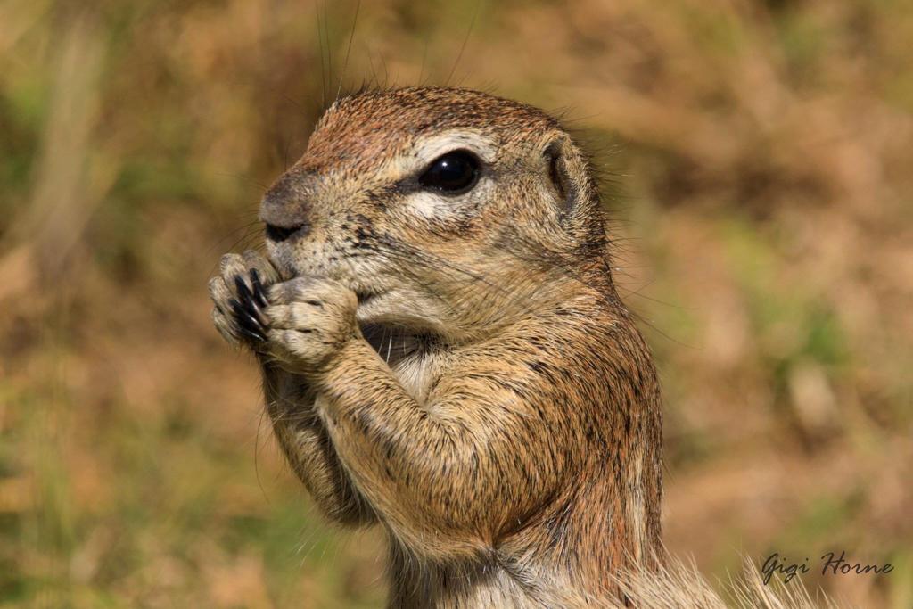 Morgenstimmung in der Savanne