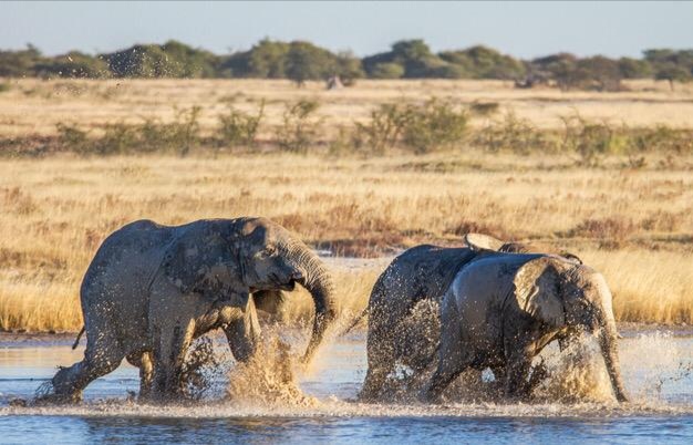 Wüstenelefant in der Trockenlandschaft