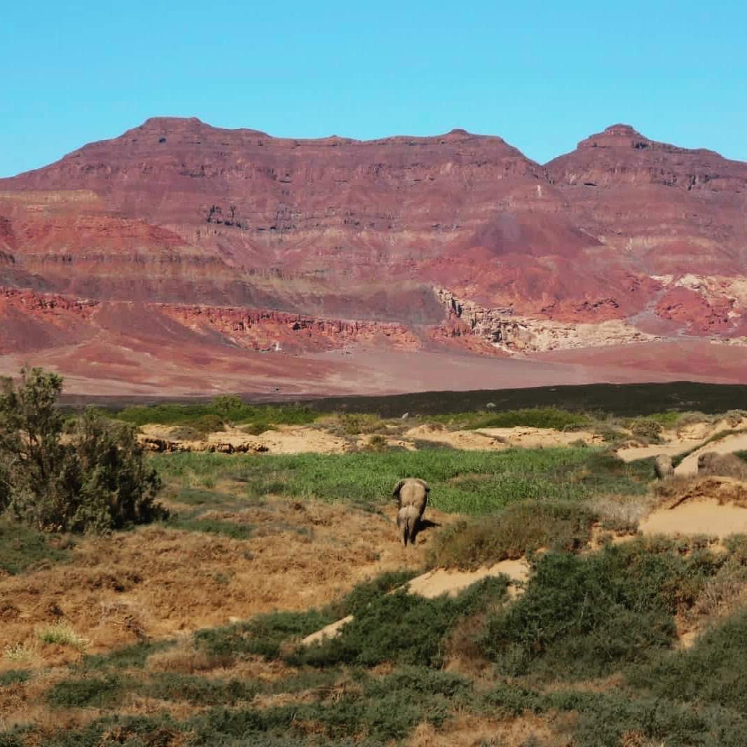 Sternenklare Nacht über einer Safari-Lodge