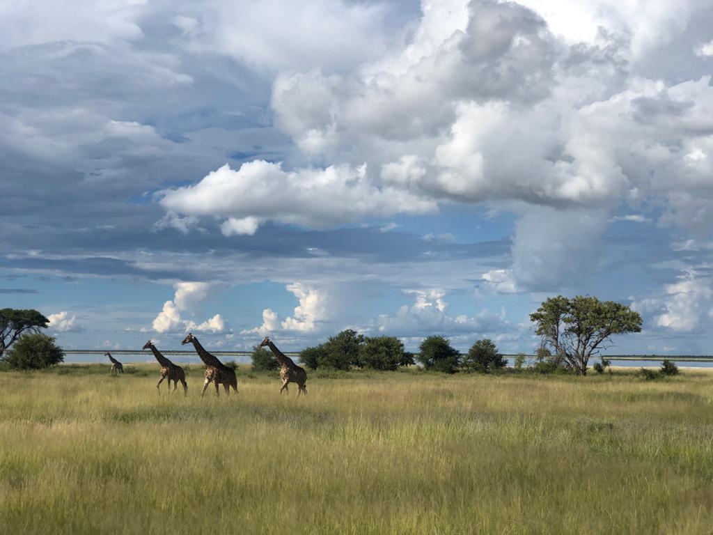 Oryx Antilopen in der Wüste