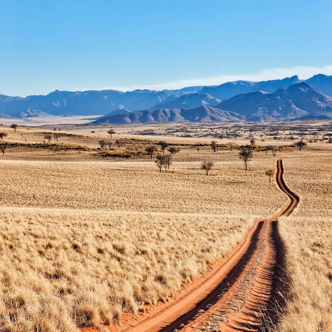 Gepard in der Savanne Namibias